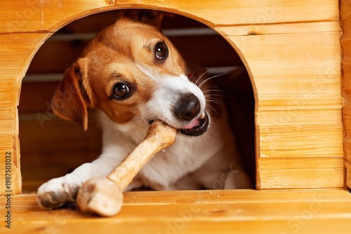 Beagle Puppy Chews on Stick While Lying Under Table in Living Room