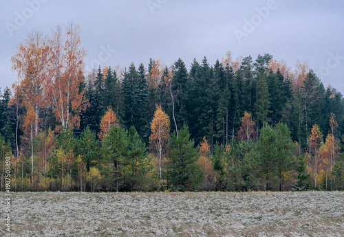 Φωτογραφία First snow on late autumn field by forest edge