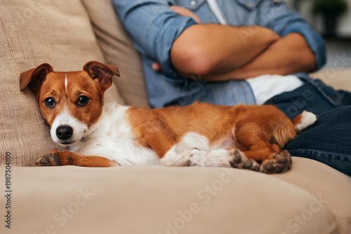 Dog Rests on Couch Beside Owner at Home During a Relaxed Afternoon