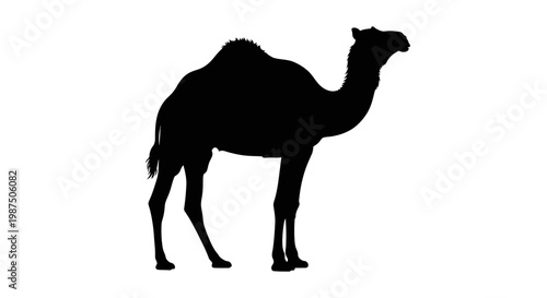 A striking black silhouette of a dromedary camel standing gracefully silhouette