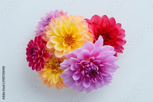 Colorful Dahlia Flower Arrangement Pink Yellow Red Purple Flat Lay Isolated on White Background with Copy Space High Resolution Floral Photography for Wedding and Design Use