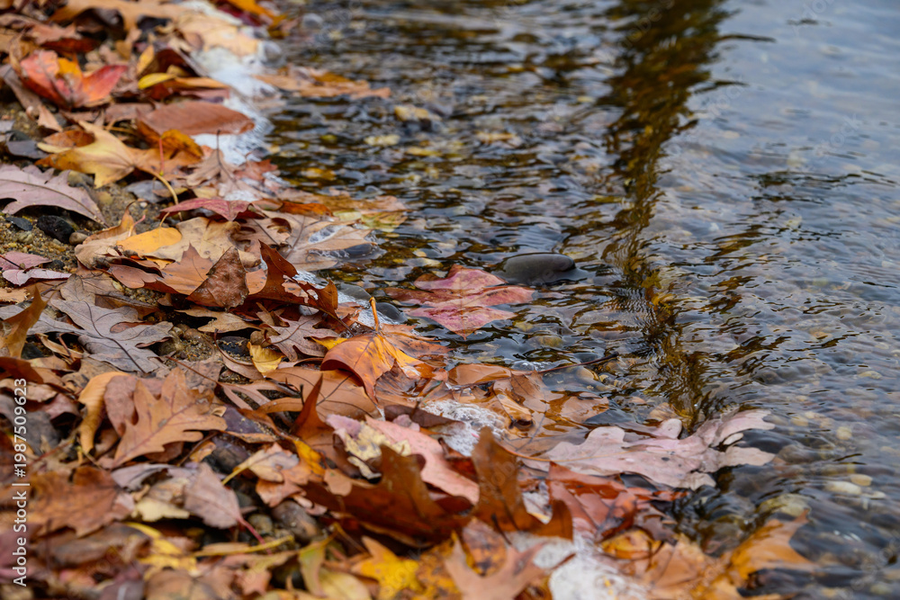 Obraz premium Autumn in New Jersey, USA - fallen yellow leaves from coastal trees along the shore of the Raritan River