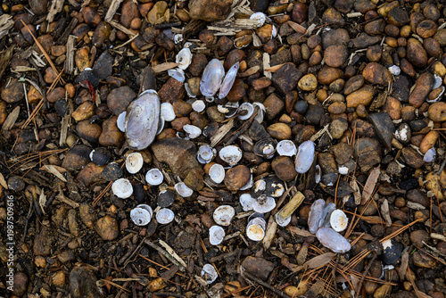 Empty shells of freshwater mollusks (Bivalvia)