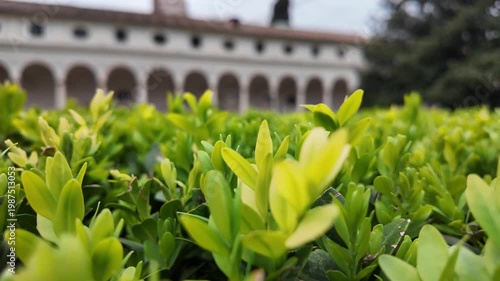 Macro Of Evergreen Boxwood Bush Leaves In Italian Garden