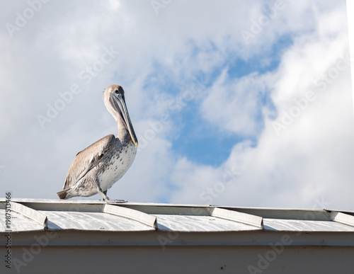 pelican on the roof