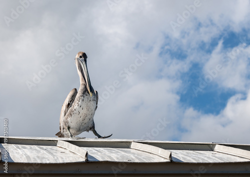 pelican on a roof