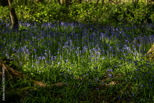 Foto Pretty bluebell flowers in the April sunshine, with a shallow depth of field