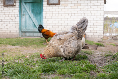 Foto Light gray hen foraging in the grass on a rural farm with a rooster in the backg
