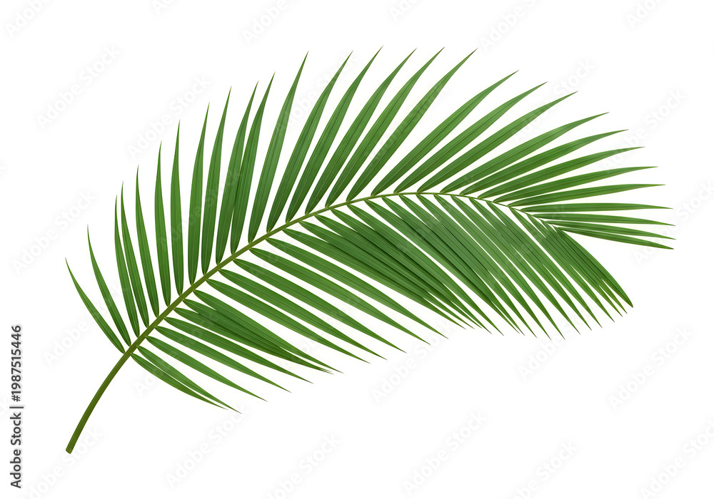 Fototapeta premium A green palm leaf on a white background