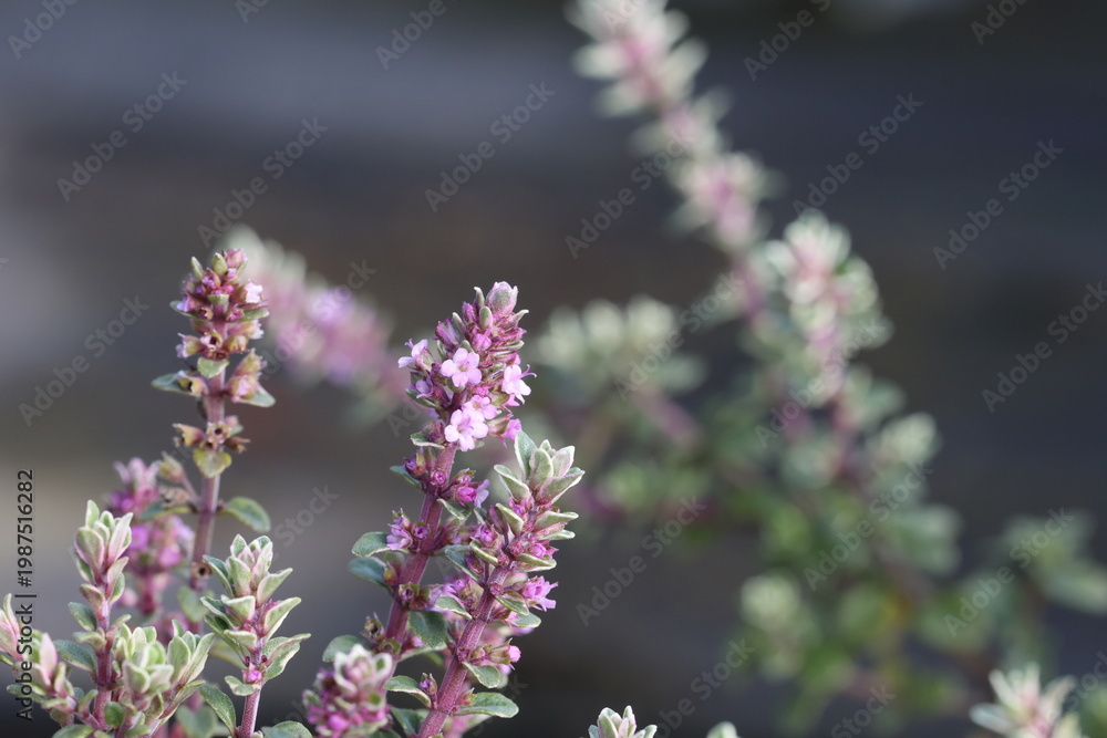 Obraz premium Thymus 'Silver Posie', close up of pink thyme flowers with small silver edged leaves in spring. 