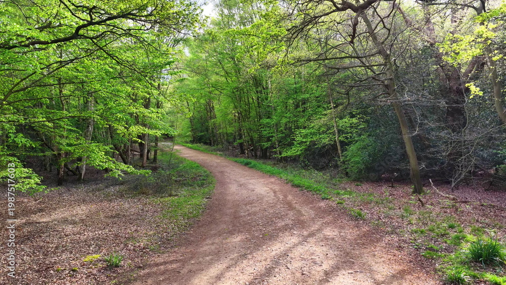 Fototapeta premium Epping Forest Dirt Path Through Trees Aerial View Essex