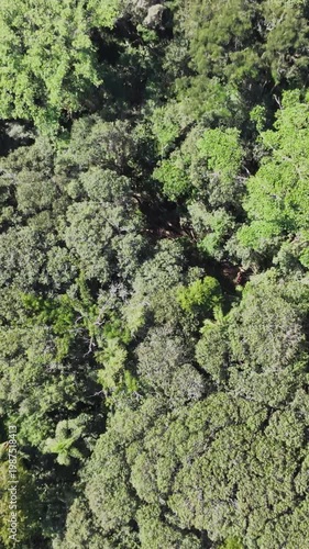 Aerial view of a brazilian rainforest