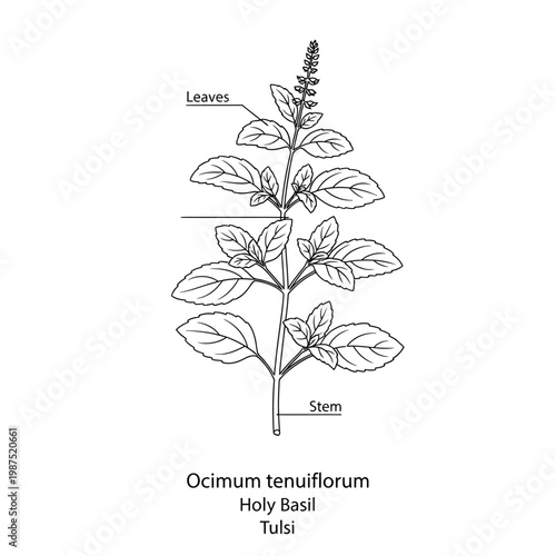 Ocimum tenuiflorum holy basil tulsi plant with parts labeled illustration.