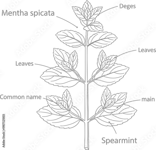 Spearmint plant illustration mentha spicata herb botanical science nature drawing.