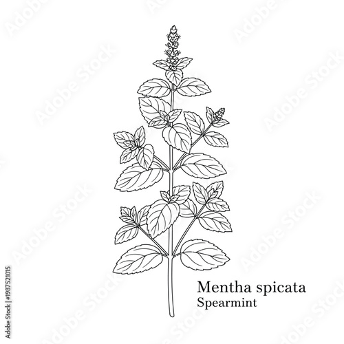 Spearmint plant drawing mentha spicata herbal botanical science nature illustration.