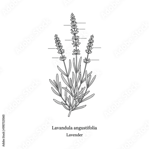 Hand drawn lavender flower sketch vector illustration with latin and common plant names.