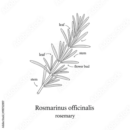 Hand drawn rosemary sprig diagram with scientific names and labels in vintage style vector.