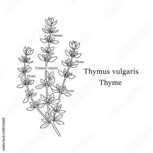 Thyme plant illustration with labels including scientific name thymus vulgaris vector design.