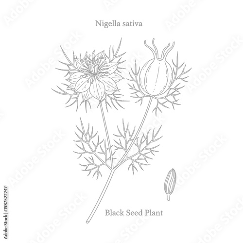 Botanical illustration of nigella sativa plant showing black seed flower and seed capsule.