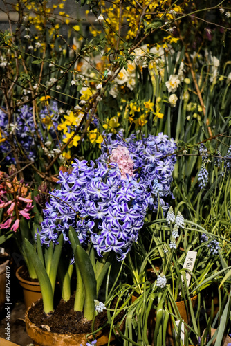 Yellow Forsythia with Blue and Purple Hyacinths and Daffodils, Vibrant Spring Floral Composition
