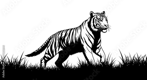 Striking black and white illustration of a tiger walking through grass