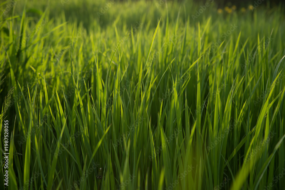 custom made wallpaper toronto digitalGreen fresh grass in the sunset lights. Grass background. Selective focus.