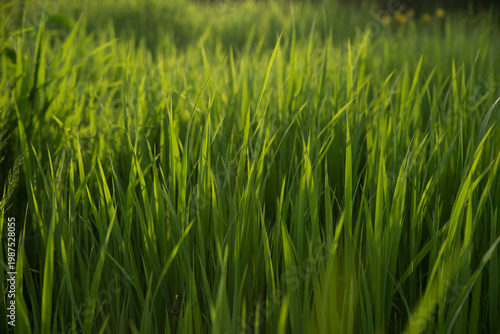 Wallpaper Mural Green fresh grass in the sunset lights. Grass background. Selective focus. Torontodigital.ca