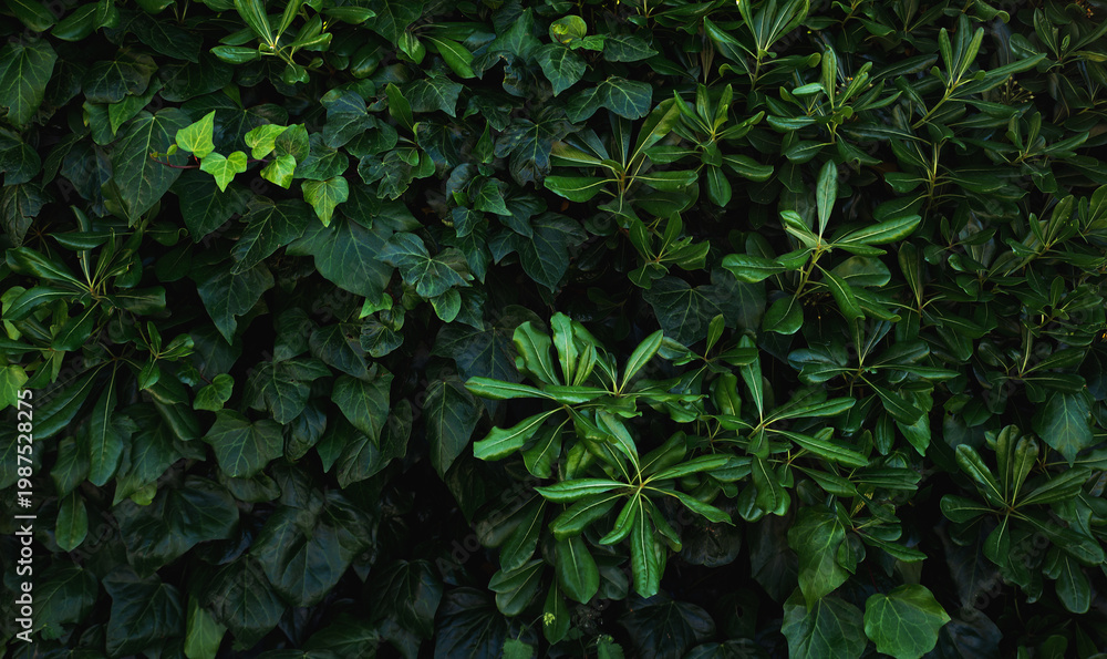 custom made wallpaper toronto digitalBeautiful green leaves background.