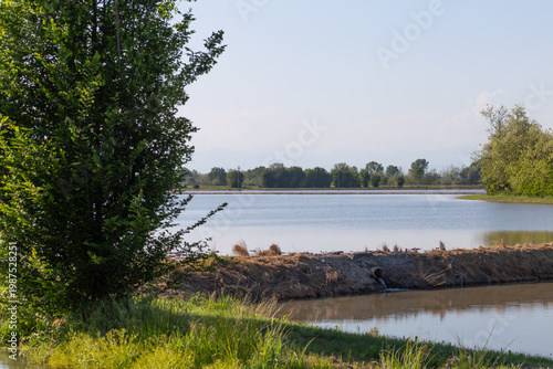Flooded Rice Field Framed by Trees in Northern Italy Countryside