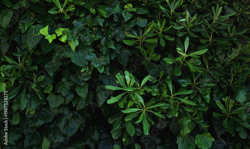 Wallpaper Mural Beautiful green leaves background. Torontodigital.ca