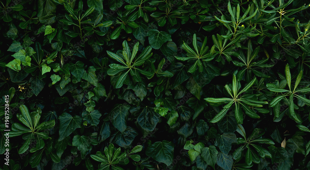 custom made wallpaper toronto digitalBeautiful green leaves background.