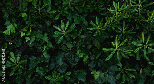 Wallpaper Mural Beautiful green leaves background. Torontodigital.ca