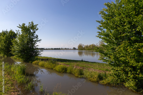 Flooded Rice Field With Canal and Trees in Northern Italy