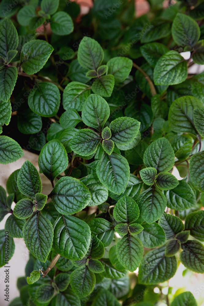 custom made wallpaper toronto digitalMint background, close-up. Peppermint. Selective focus.