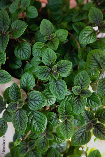 Wallpaper Mural Mint background, close-up. Peppermint. Selective focus. Torontodigital.ca