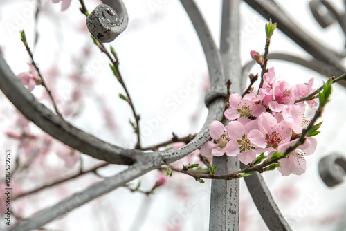 Wallpaper Mural Spring peach flower on nature blur background. Seasonal concept: Springtime, spring blooming. Copyspace. Selective focus, close-up. Torontodigital.ca