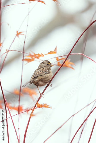 Small finch or similar bird perched on thin branch with orange leaves. Background softly blurred, enhancing focus on subject. Finch,