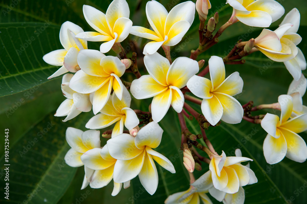 custom made wallpaper toronto digitalWhite frangipani plumeria flowers on green background. Copyspace. Selective focus