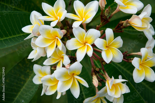 Wallpaper Mural White frangipani plumeria flowers on green background. Copyspace. Selective focus Torontodigital.ca