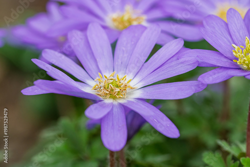 Blooming balkan anemone flowers growing in a natural garden setting during the spring season