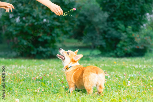 Happy dog with its mouth open is looking at the female hand of dog trainer in a park. Clover flower is in hand of obedience instructor