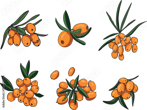 Sea buckthorn vector set with branches, berries, and leaves. Hand drawn botanical illustration for natural products, cosmetics, and healthy food design.