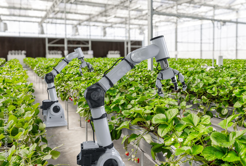 Fotografía Advanced agricultural robots precisely tend to rows of lush strawberry plants gr