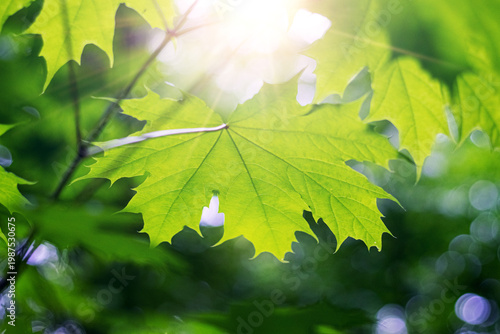 Large maple leaves backlit by sunlight from below against blurred green forest canopy background