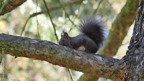 Eurasian red squirrel eating larva on a tree (Sciurus vulgaris)
