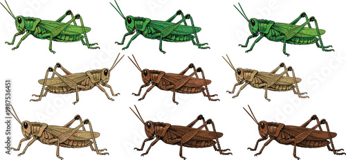 Vector illustration of grasshoppers in different colors and variations showing detailed body, legs, wings, and antennae