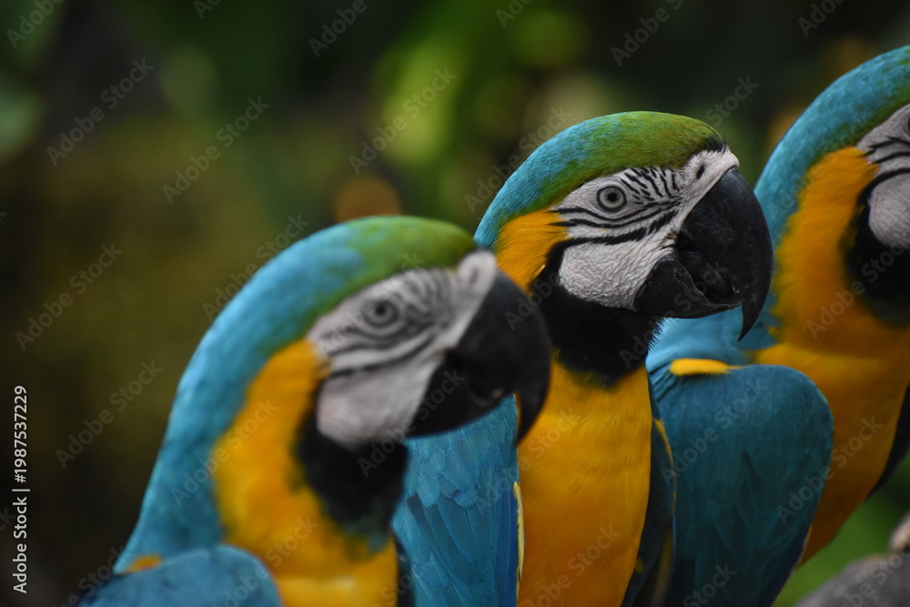 Fototapeta premium Blue-and-yellow macaws (Ara ararauna) in the Dehiwala Zoo (National Zoological Gardens of Sri Lanka, Dehiwala Zoological Gardens), Dehiwala, Sri Lanka.