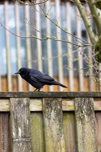 Black bird perched on weathered wooden fence. Bare branches behind, soft focus background. Bird faces left, feathers sleek and dark. Natural outdoor lighting, daytime setting