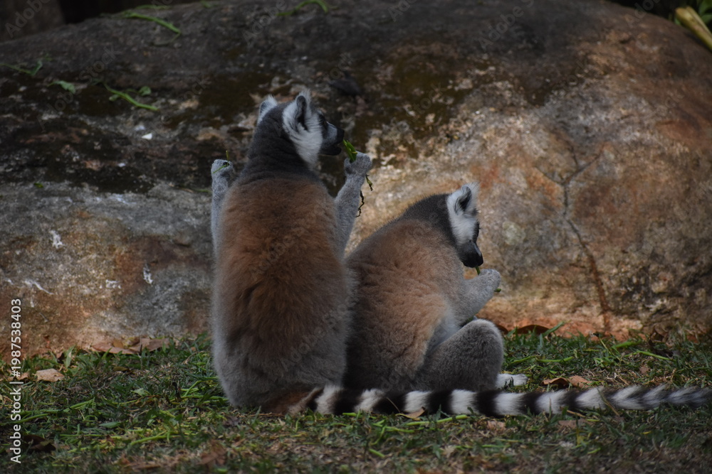 Fototapeta premium Ring-tailed lemurs (Lemur catta, Madagascar lemur) in the Dehiwala Zoo (National Zoological Gardens of Sri Lanka, Dehiwala Zoological Gardens), Dehiwala, Sri Lanka.