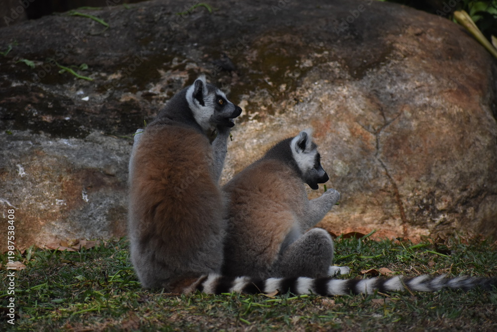 Fototapeta premium Ring-tailed lemurs (Lemur catta, Madagascar lemur) in the Dehiwala Zoo (National Zoological Gardens of Sri Lanka, Dehiwala Zoological Gardens), Dehiwala, Sri Lanka.